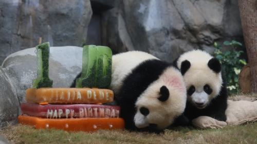 「加加」「得得」生日派對萌翻全場