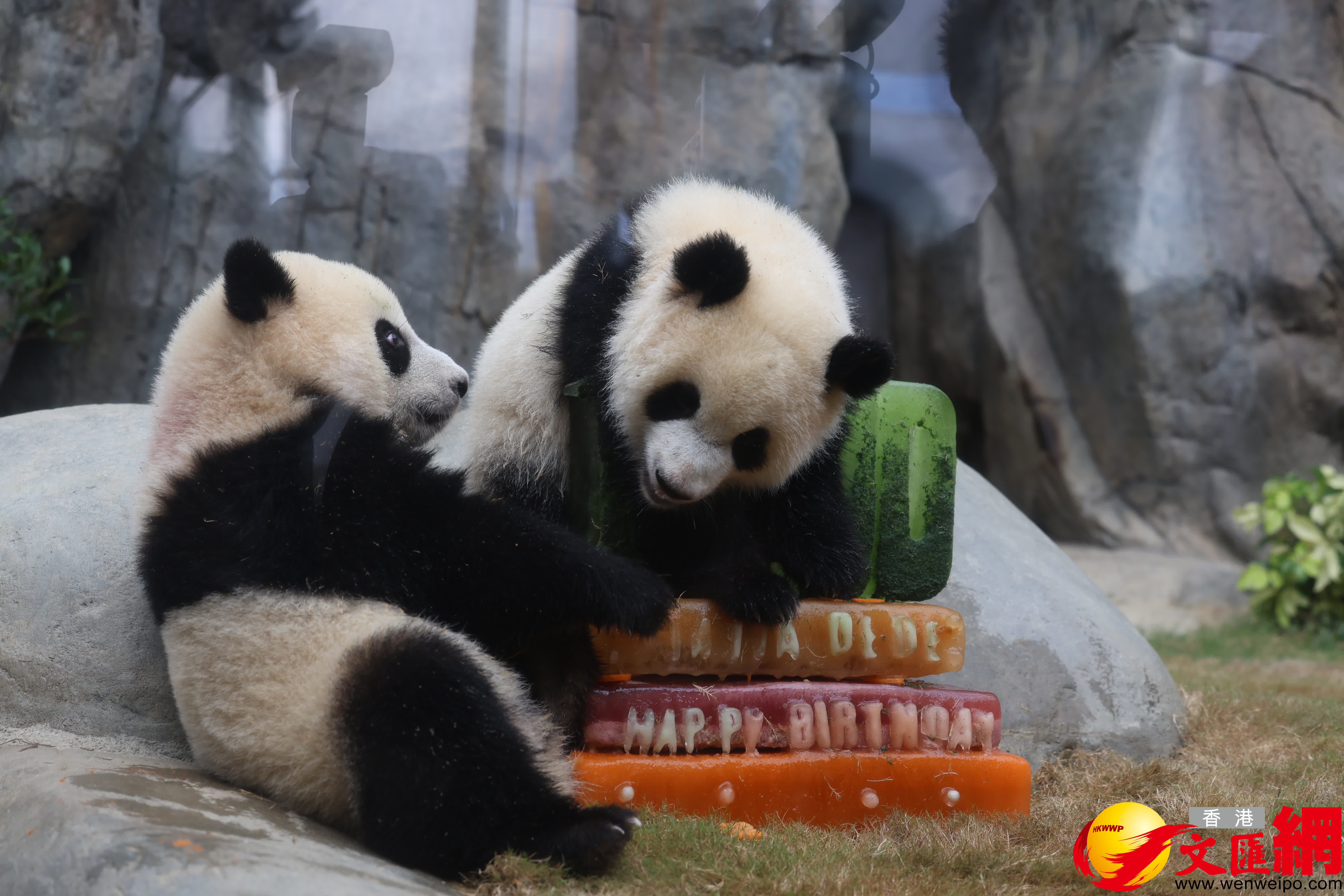 兩姊弟一見生日蛋糕急不及待。（香港文匯報記者萬霜靈 攝）