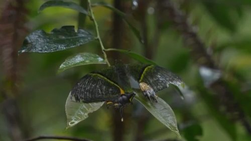 國家一級保護昆蟲「蝶中皇后」：只有在春秋兩季才能見到的蟲