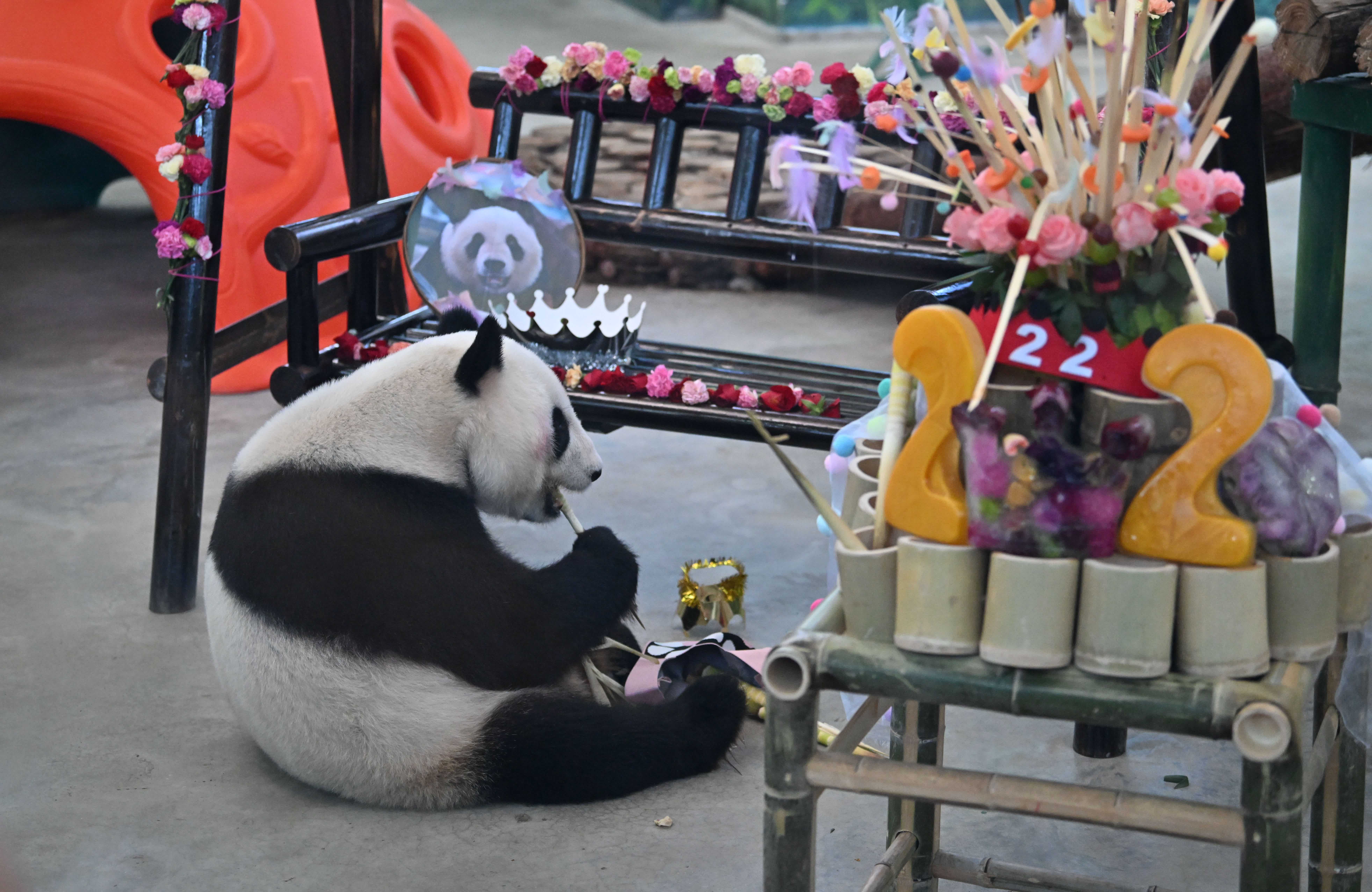 9月6日，在天津動物園熊貓館，大熊貓「格格」享用竹子。（新華社）
