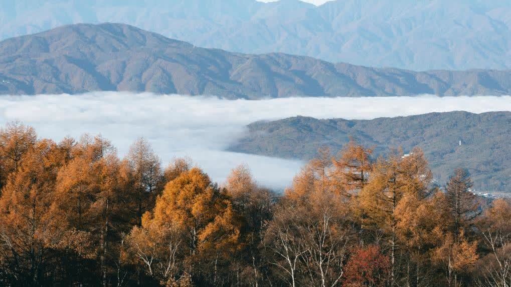 防「熊害」　日本將派自衛(wèi)隊協(xié)助捕熊