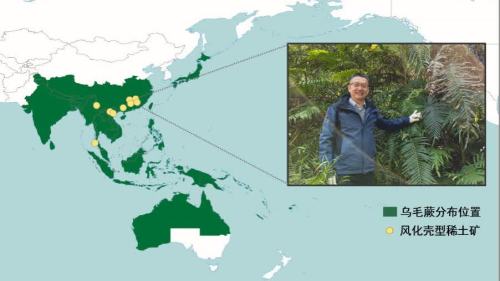 中國科學家首次在蕨類植物中發(fā)現稀土成礦現象