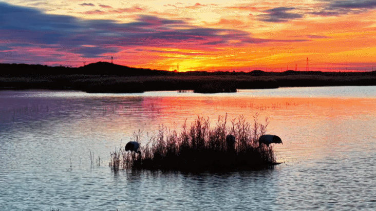 （有片）候鳥與晚霞同框　這片生態秘境上演「浪漫派對」