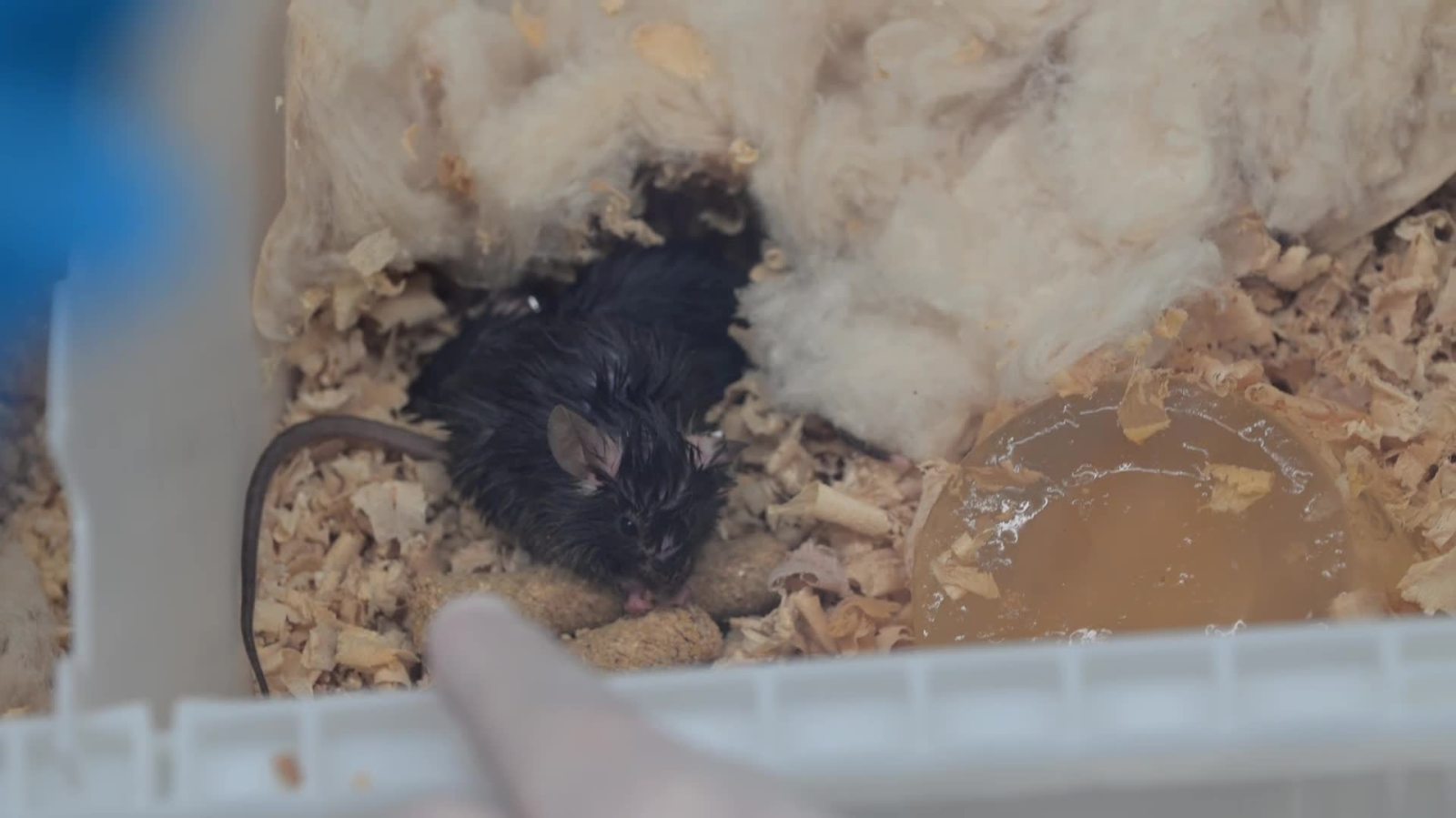 （有片）小鼠等空間站第九批科學實驗樣品順利返回並交付科學家