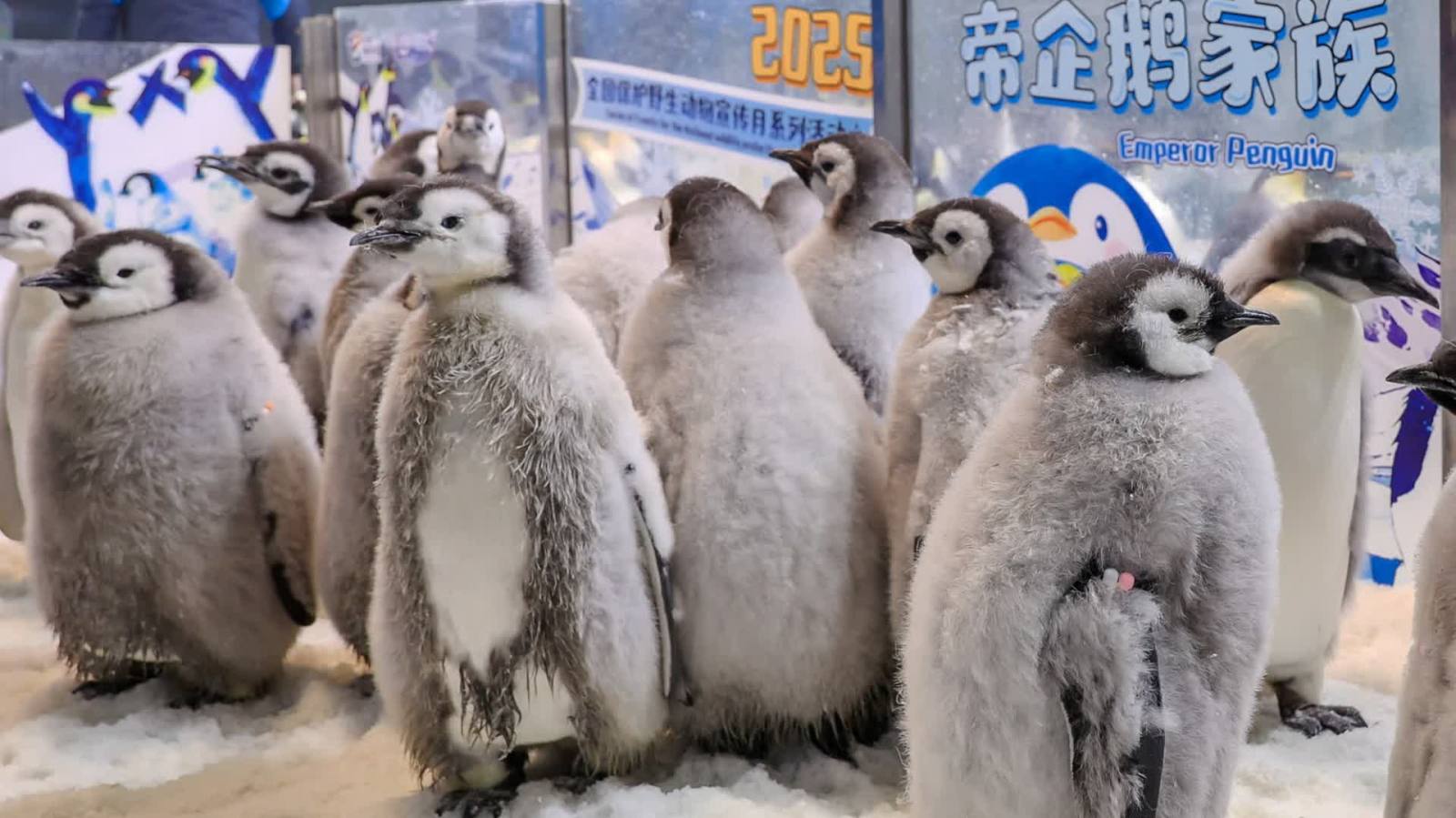 灣區再次刷新帝企鵝繁育紀錄　新生帝企鵝寶寶集中亮相