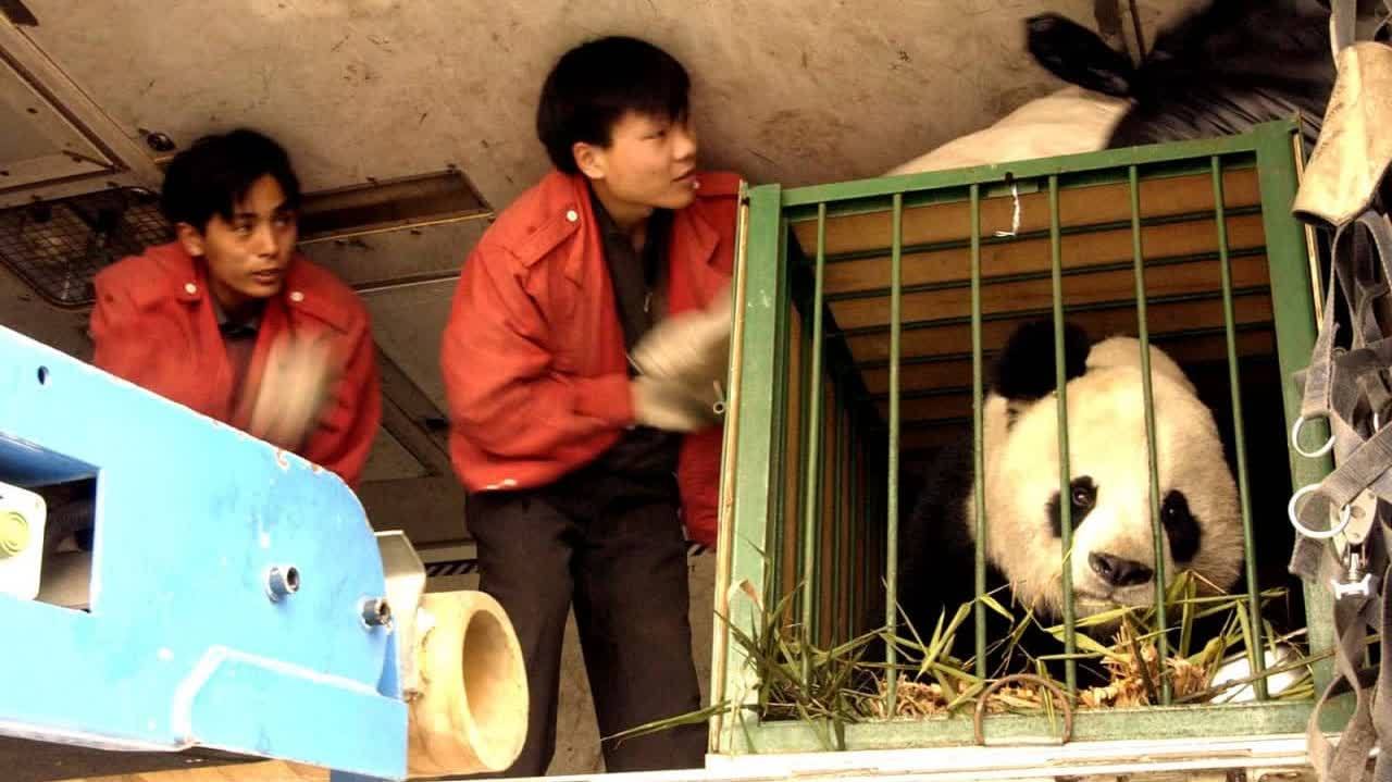 33歲「海歸」大熊貓「高高」去世