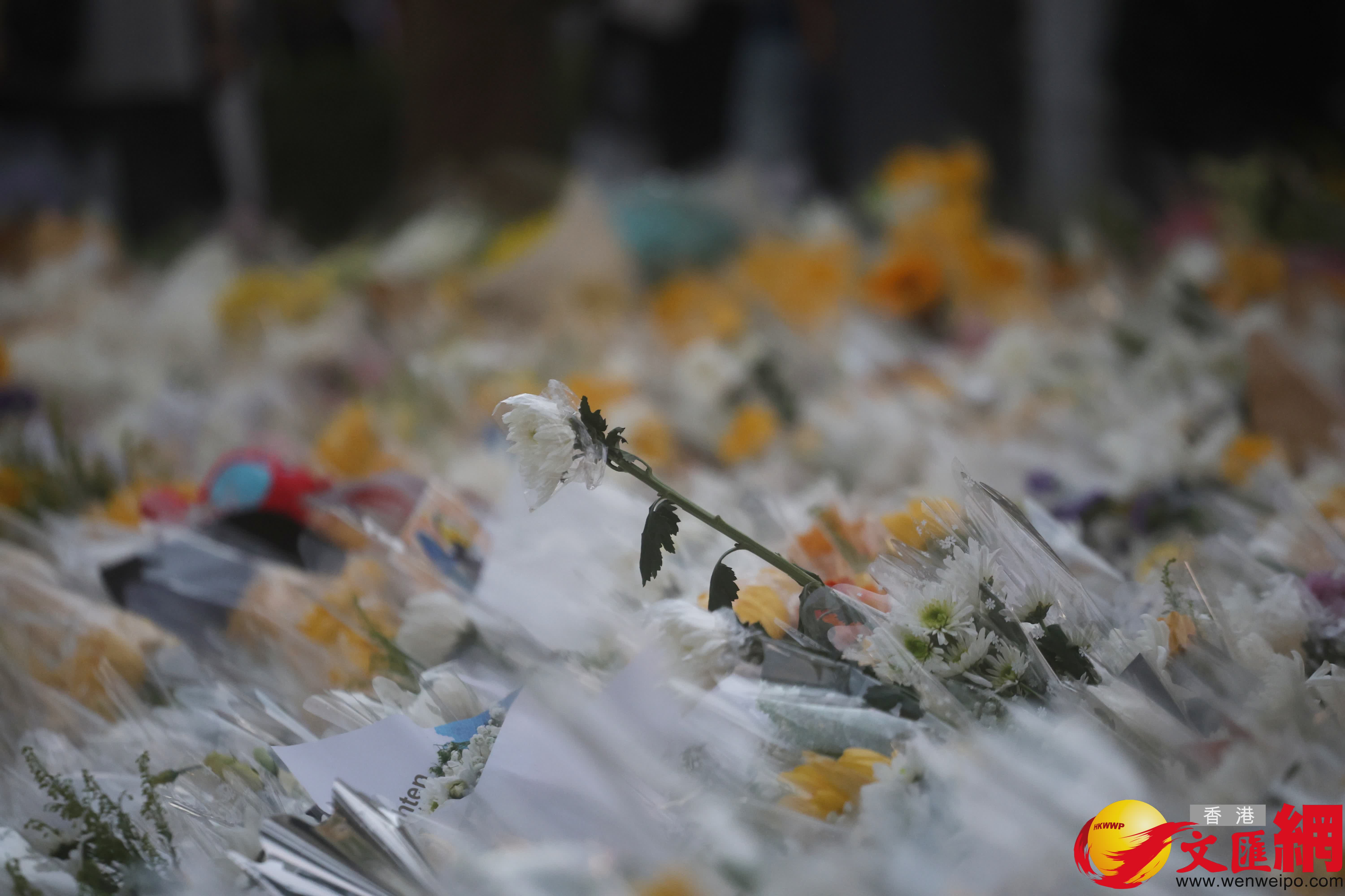 市民前往大埔宏福苑附近公園獻花致哀，留下花束等表達哀思。（香港文匯報記者郭木又攝）