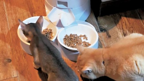 「AI保姆」全方位呵護　助人寵「對話」增共情