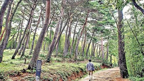 釜山旅遊攻略 | 400年未曾開放山林  洗滌疲憊心靈