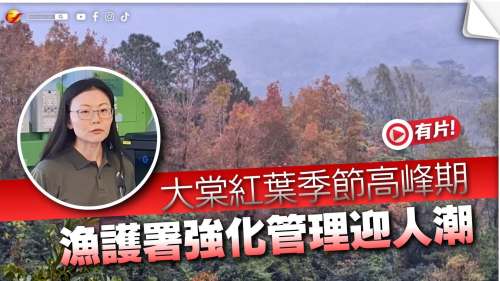 (有片) 大棠紅葉季節高峰期 漁護署強化管理迎人潮