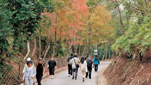 料訪客7萬人次　大棠迎紅葉觀賞期明起封路