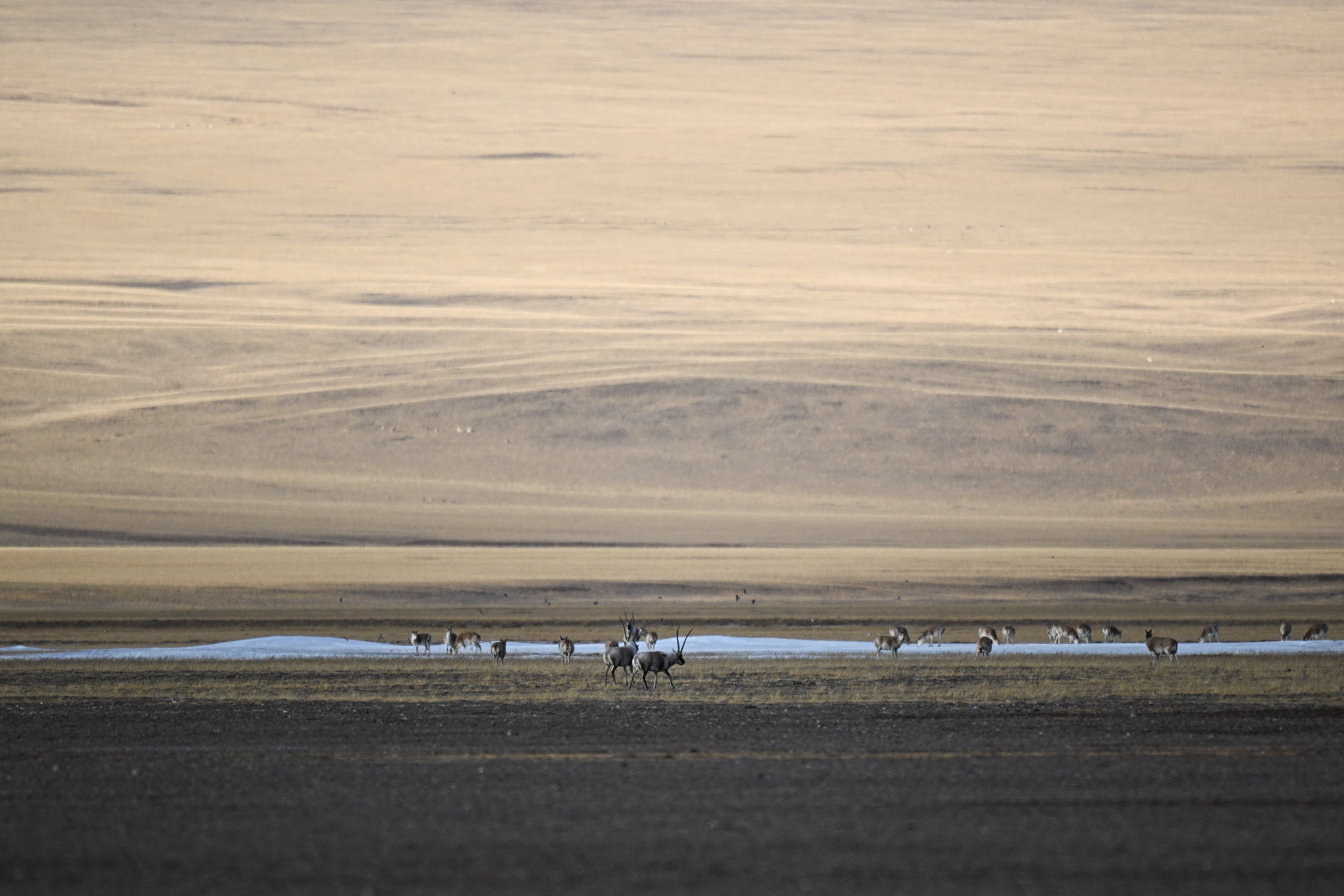 在阿爾金山國家級自然保護區，藏羚羊在草原上覓食（12月5日攝）。新華社