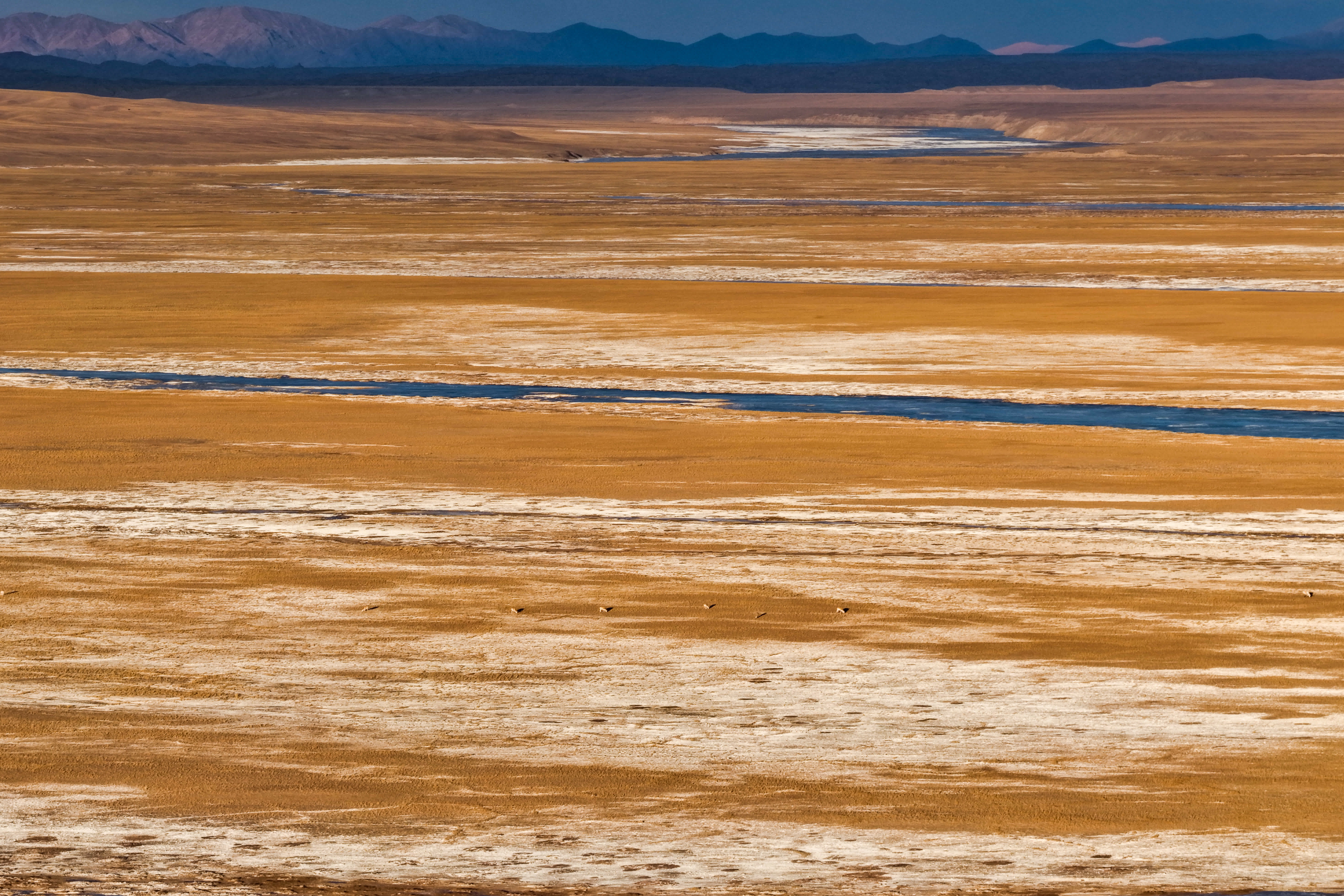 在阿爾金山國家級自然保護區，藏羚羊在孟布拉克草原上覓食（無人機照片，12月7日攝）。新華社