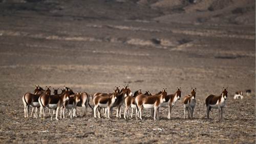 走進阿爾金山 鏡遇秘境崑崙