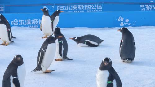 （有片）100只企鵝集體巡遊　引爆冰雪旅遊熱潮