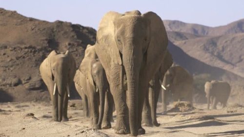 香港太空館推出全新球幕電影《沙漠小象走天涯》