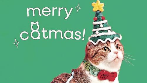 買買買！聖誕節不止是人類的狂歡　也是毛孩的派對時刻