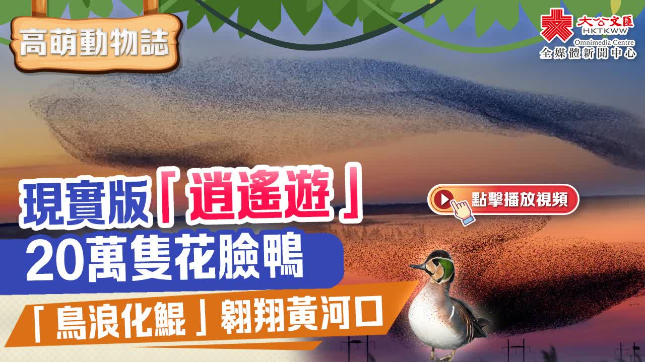 高萌動物誌｜現實版「逍遙遊」 20萬隻花臉鴨「鳥浪化鯤」翱翔黃河口