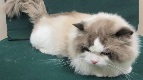 男子背包藏貓入境被捕　涉非法進口動物