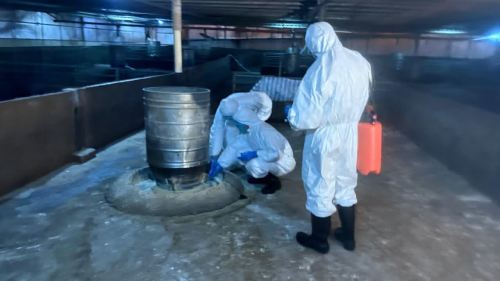 漁護署於流浮山檢測出非洲豬瘟豬場銷毀處理近千頭豬隻