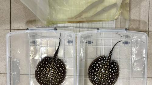 背包藏4條瀕危活體龍吐珠及江魟 落馬洲入境女客斷正