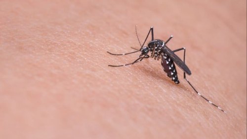 衞生防護中心：沒有錄得新增感染基孔肯雅熱個案