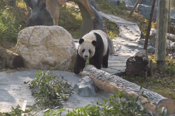 （有片）除了成都還有這裏！又一熊貓基地面向公眾試運營