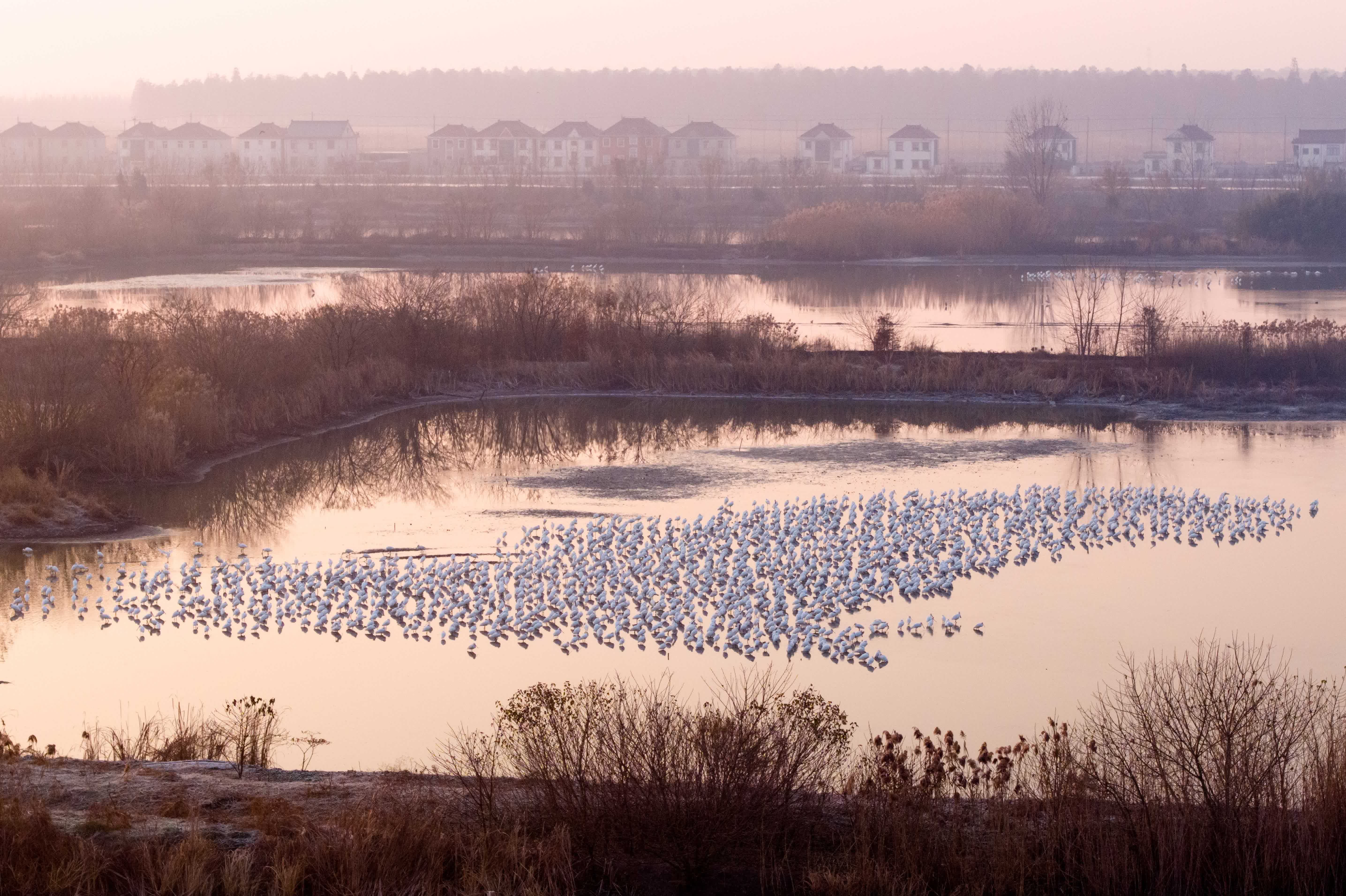 12月28日，鳥兒在江蘇興化里下河國家濕地公園棲息、覓食（無人機照片）。新華社