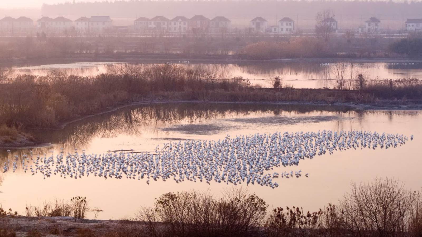 江蘇興化：濕地鳥趣