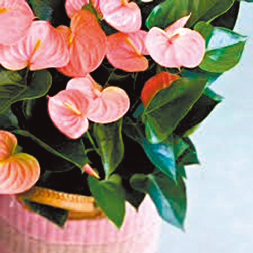 【魔法館】鮮花綻放測個性