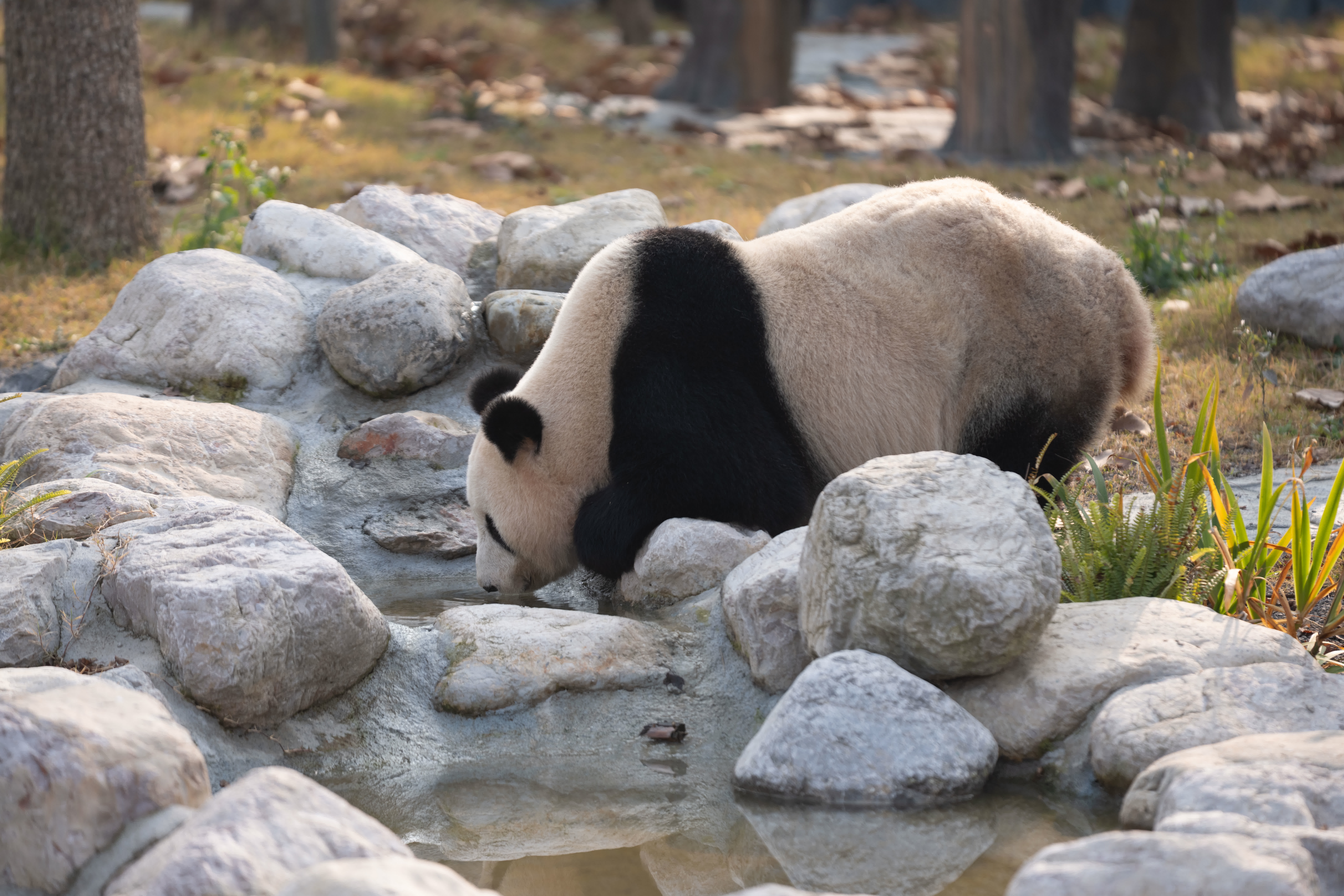 12月29日在中國大熊貓保護研究中心綿陽基地拍攝的大熊貓「鳳儀」。（新華社）