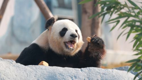 綿陽中華大熊貓苑試運營