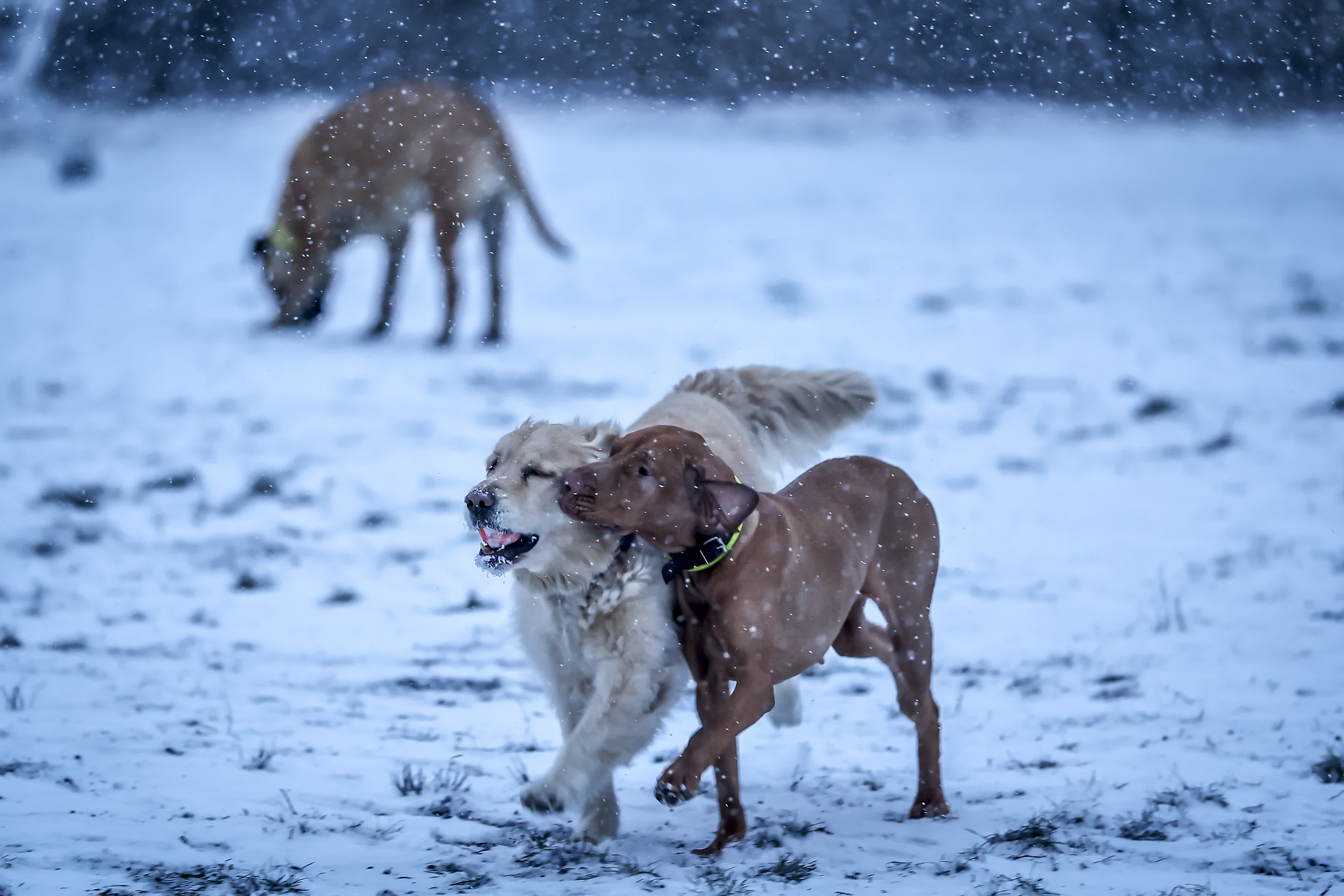 1月5日，在匈牙利布達佩斯，小狗在雪地玩耍。（新華社）