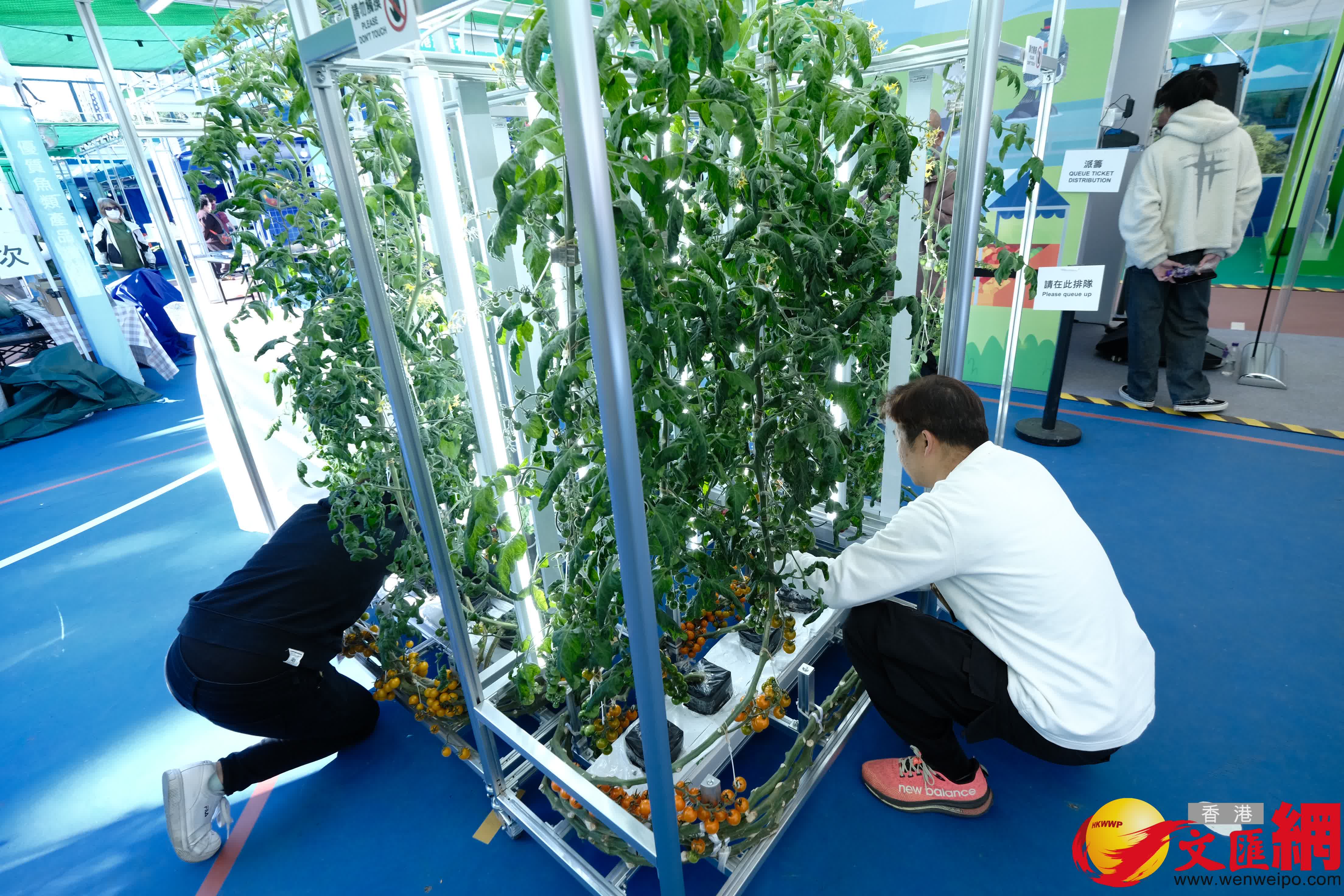 本地漁農美食嘉年華周五（9日）起一連三日在旺角花墟公園舉行。（香港文匯報記者 涂穴 攝）