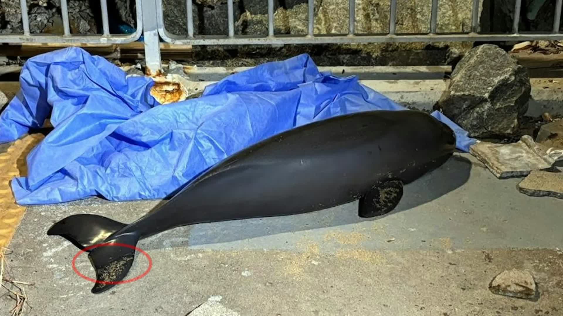 大澳擱淺鯨魚剖驗未見船隻撞擊傷疑誤食帆布袋異物- 香港- 香港文匯網