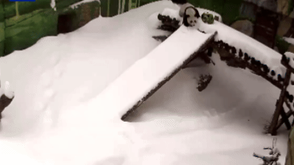 在雪滑梯上快樂「滑鏟」　來看大熊貓「喀秋莎」玩雪