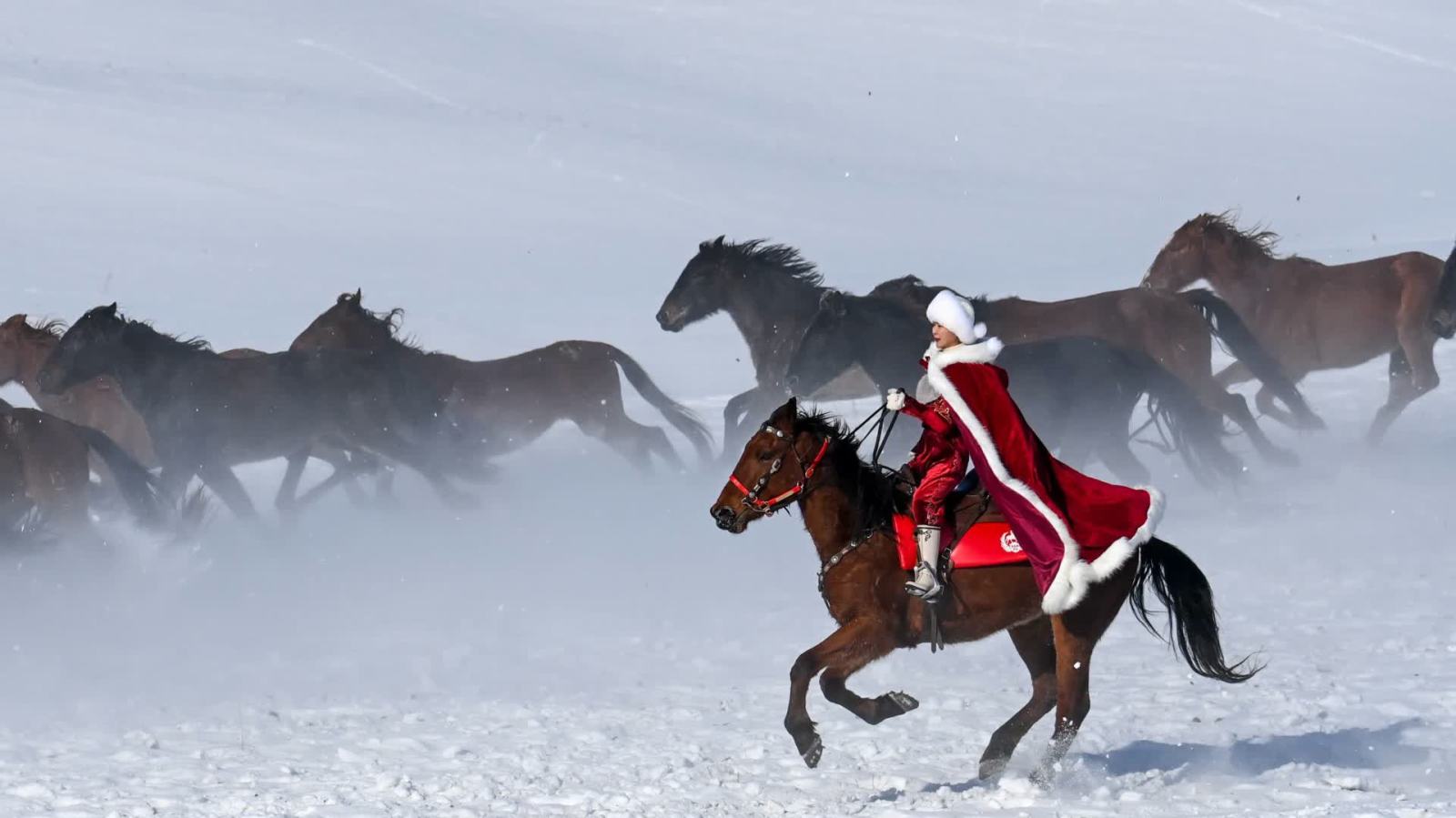 賀嬌龍在工作中墜馬　仍在救治中