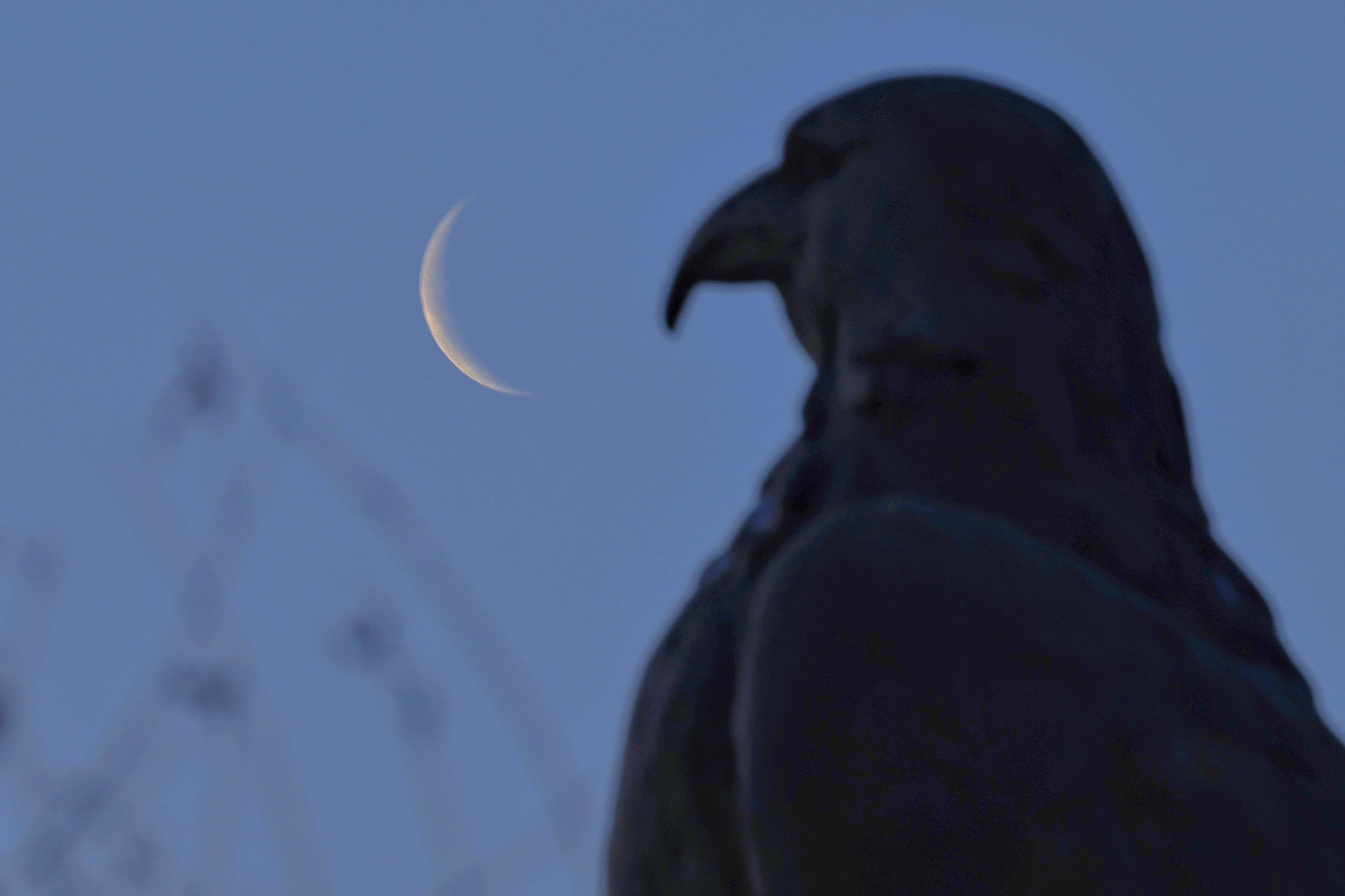 1月15日在黑龍江省同江市拍攝的月亮與雕塑。（新華社）