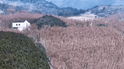 （有片）水杉掛雪、柳杉凝翠　重慶山王坪美若「冰雪盆景」