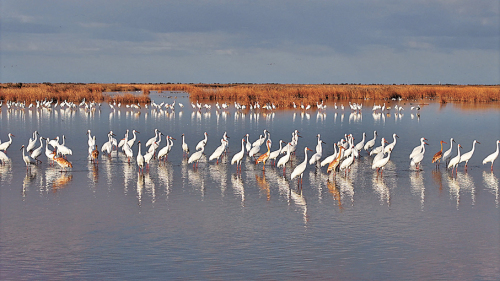 黃河三角洲「紅毯」絢爛