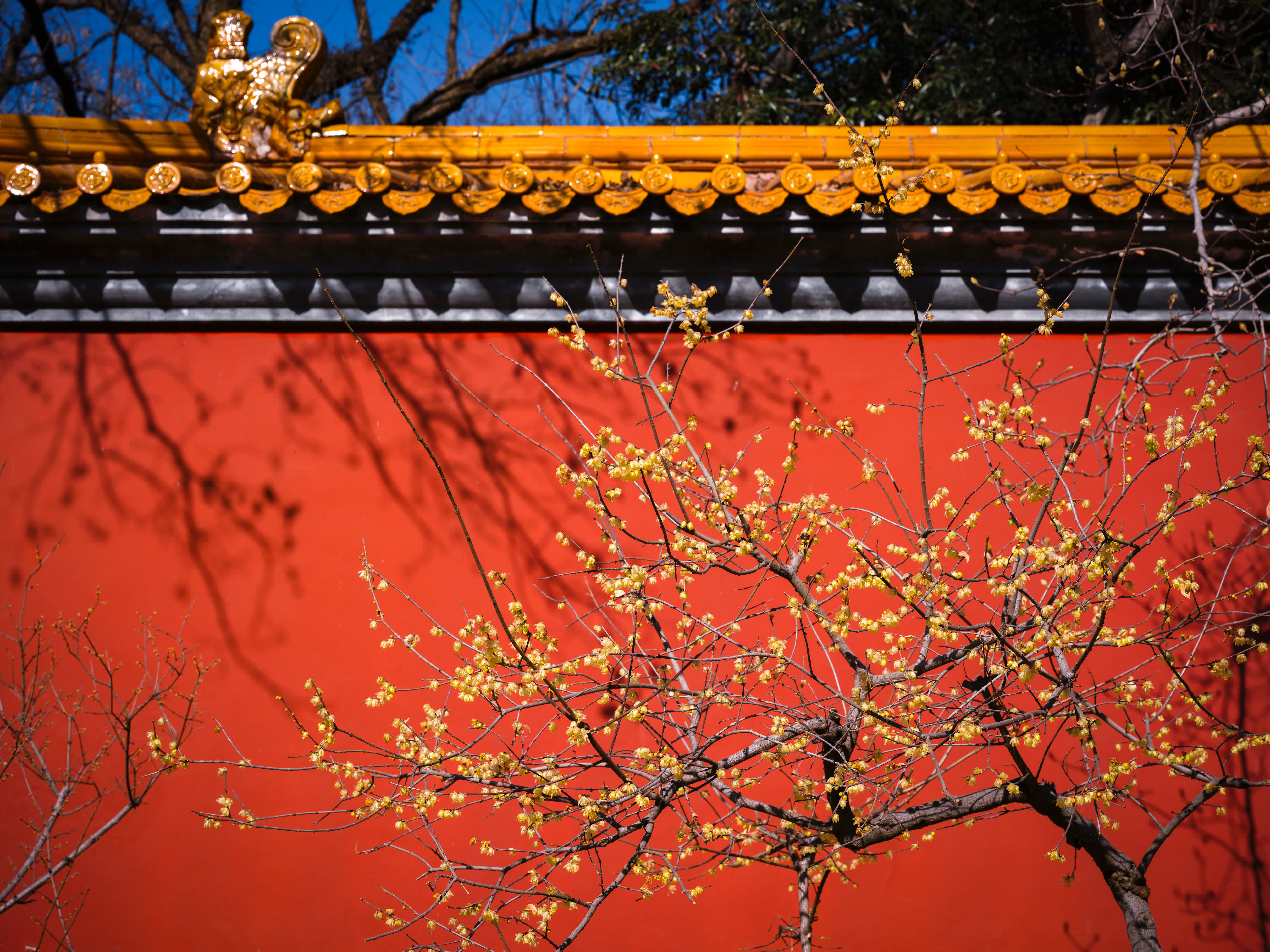 1月11日在南京明孝陵景區拍攝的臘梅與紅牆相映成景。（新華社）