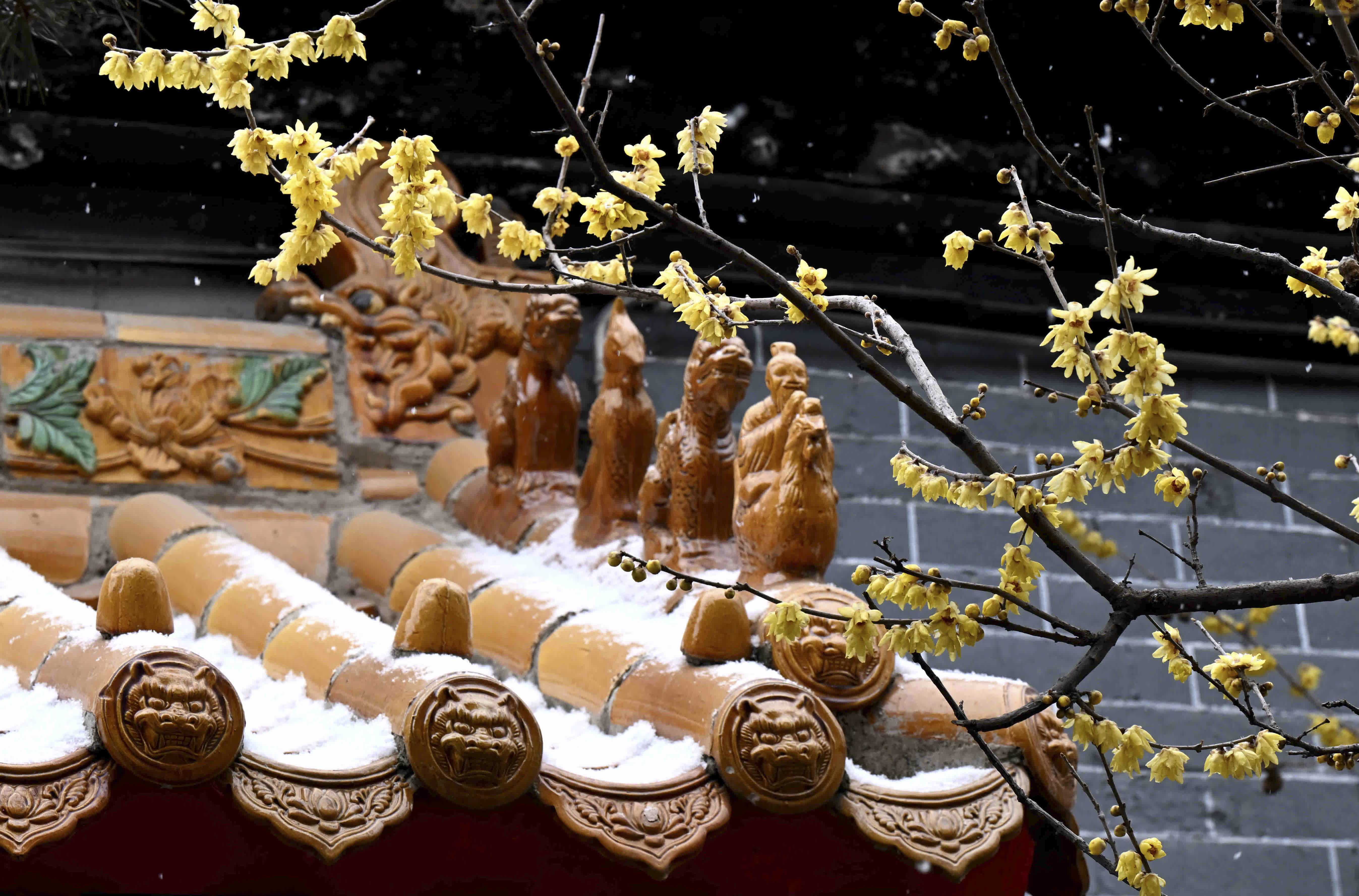 1月18日在河北省石家莊市鹿泉區十方院拍攝的雪中臘梅。（新華社）