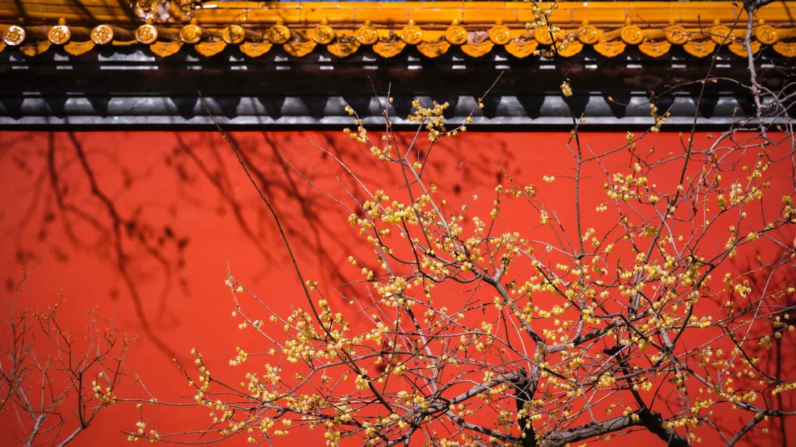 腊月近　梅花香