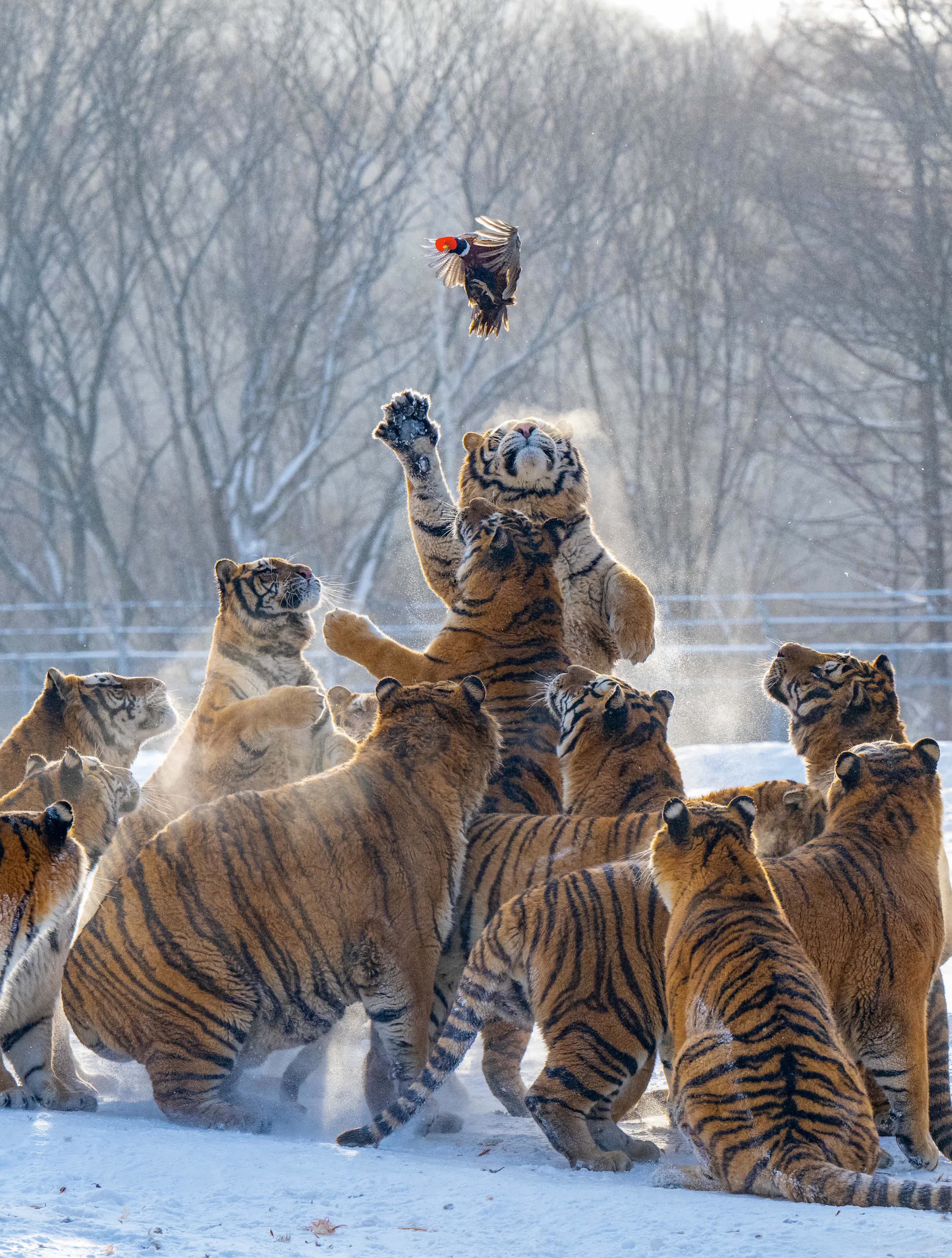 這是1月21日在橫道河子東北虎林園拍攝的東北虎。（新華社）