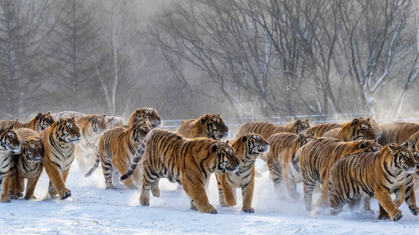 虎虎生風！東北虎雪地展雄姿