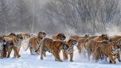 虎虎生風！東北虎雪地展雄姿