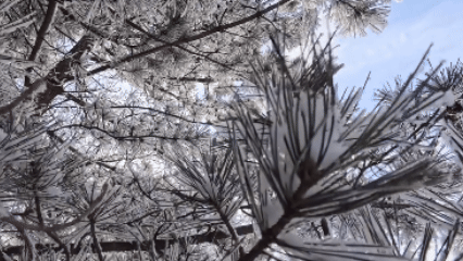 （有片）冬日皮肤变得毛茸茸！太行山雾凇美如水墨画