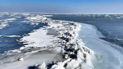 （有片）冰湖飛羽舞　烏蘭察布冬日濕地生機盎然