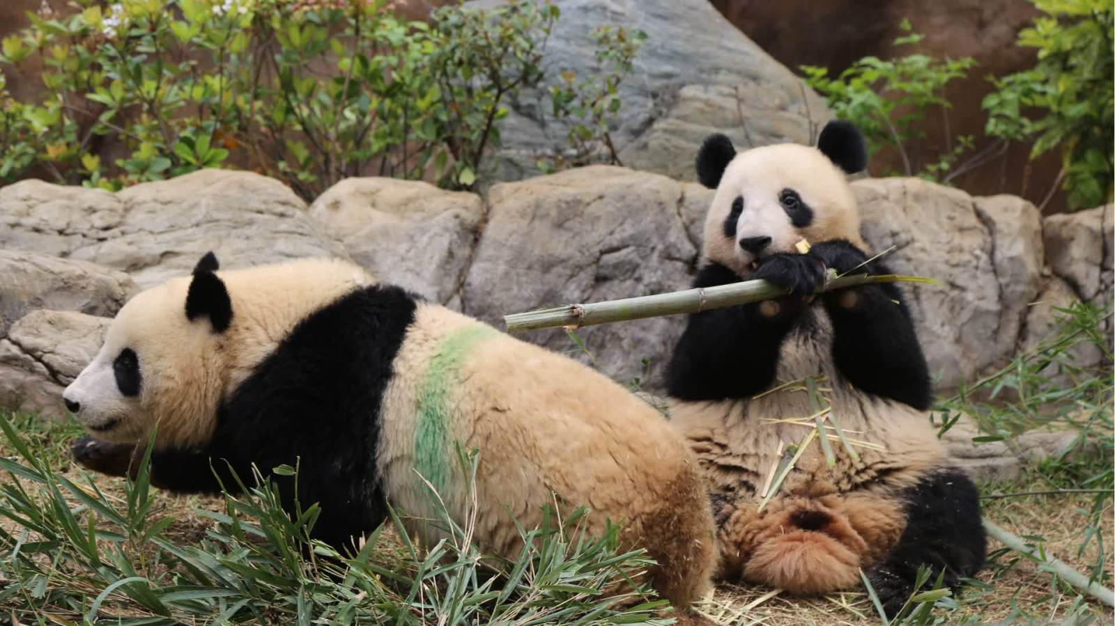 外交部：旅居日本的大熊貓「曉曉」和「蕾蕾」已啟程返回中國