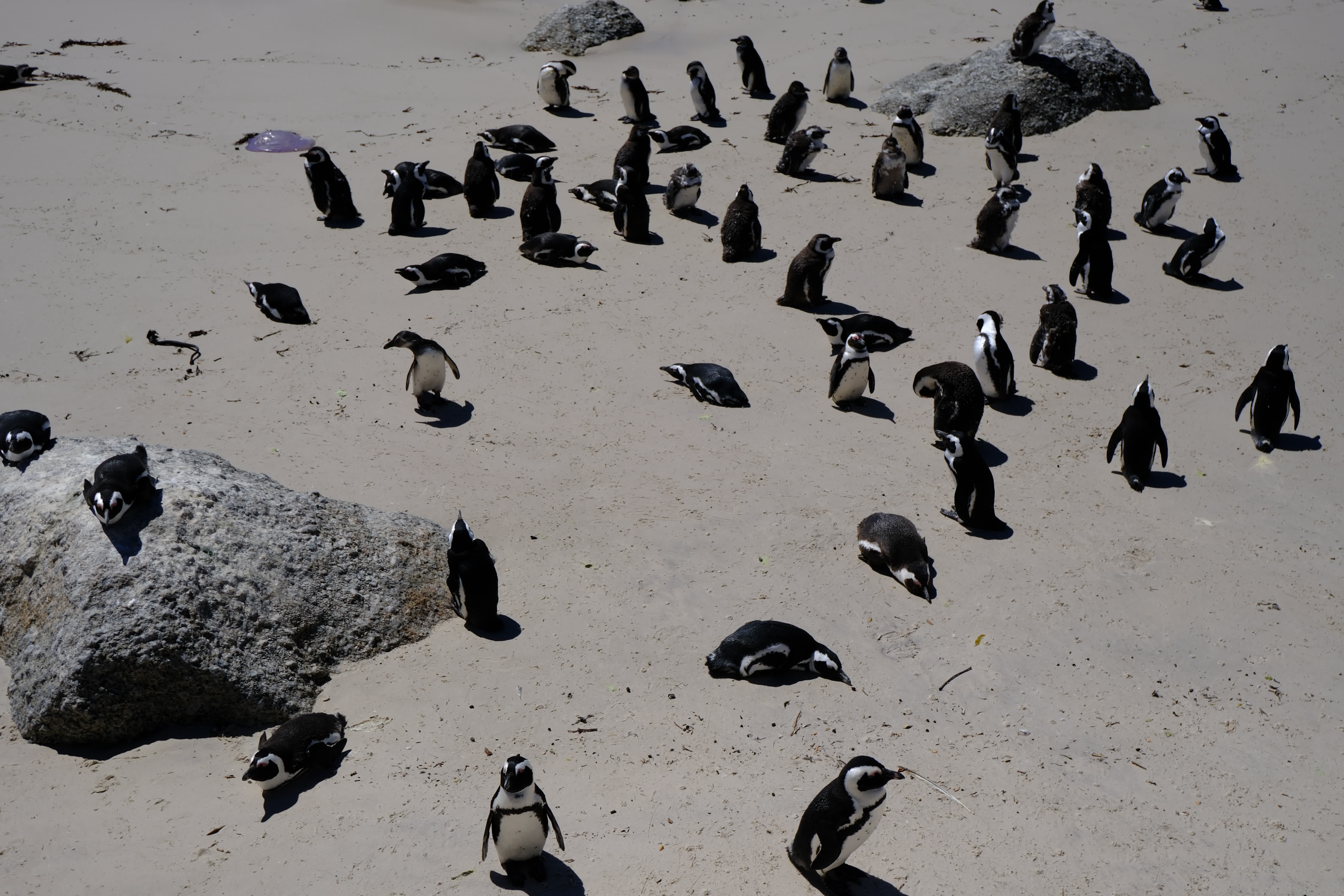 這是1月24日在南非開普敦西蒙鎮海灘上拍攝的非洲企鵝。（新華社）